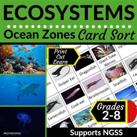 Ocean Zones | Ecosystems | Card Sort - Classful