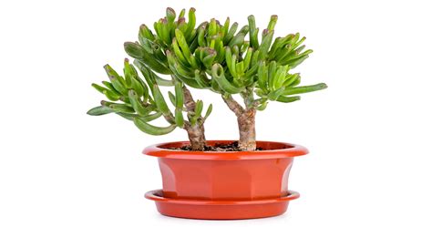 Jade Plant Varieties | Different Types & Kinds Of Jade Species - EmbraceGardening