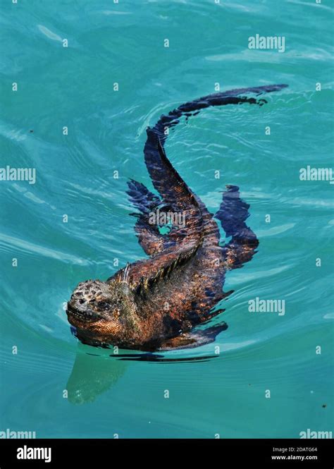 marine iguana swimming in Pacific ocean, Galapagos islands, Ecuador Stock Photo - Alamy