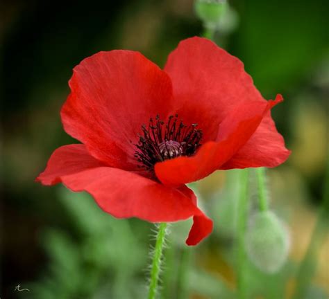 Poppy Red - | Flower pictures, Poppy flower, Red poppies