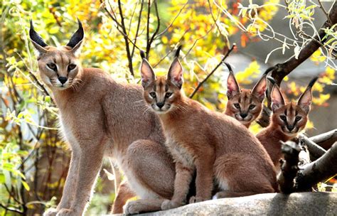 Caracal cat family | Caracal cat, Caracal, Animal pictures