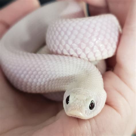 Leucistic hognose :) : r/aww