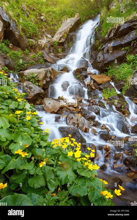 Waterfall in summer forest. Beautiful nature background. yellow flowers ...