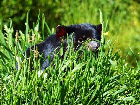 Tasmania: Tasmanian Devil Conservation Park – Travel2Unlimited