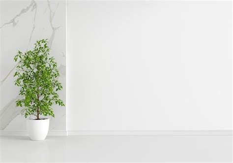 Premium Photo | Green plant in white living room interior with copy ...