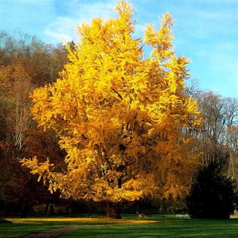 Ginkgo Biloba Tree - Clarenbridge Garden Centre