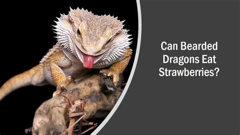 Can Bearded Dragons Eat Strawberries? (See What Happens)