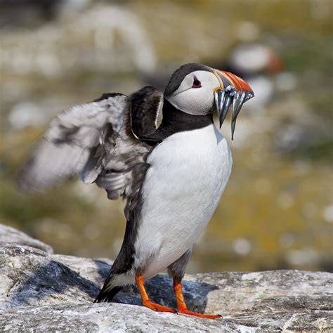 Orkney Puffin | Puffin, Cutie patootie, Animals