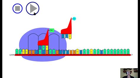 Protein Synthesis - Transcription and Translation - Narrated Animation ...