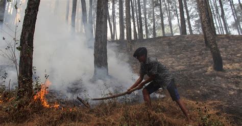 In India and Nepal, forest fires across the Himalayas are threatening lives and biodiversity