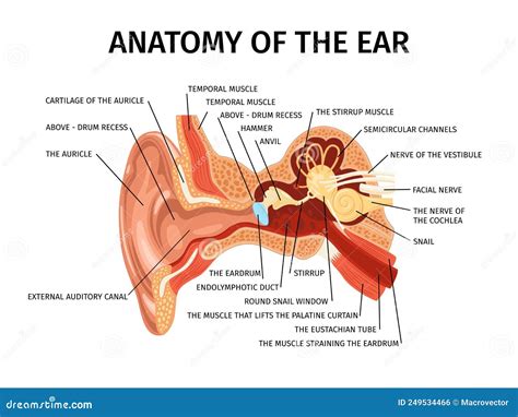 Anatomy of Ear Composition stock vector. Illustration of mechanism ...