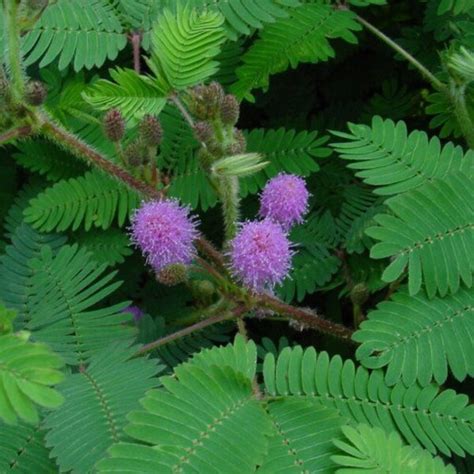 Flowering Ground Cover Seeds Pink Florida - Etsy