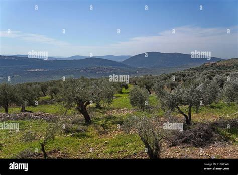 View of a beautiful garden with olive trees growing in Galilee, Israel in spring Stock Photo - Alamy