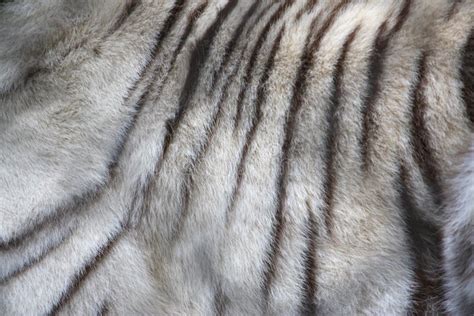 White Tiger Fur Very Close Up Stock Image - Image: 13515761