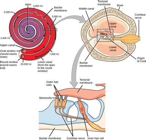 Transduction of Sound | Biology for Majors II