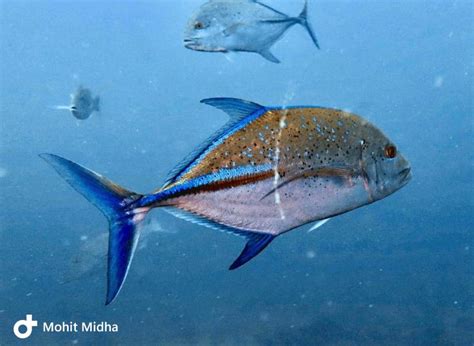 SCUBA DIVING Andaman Islands