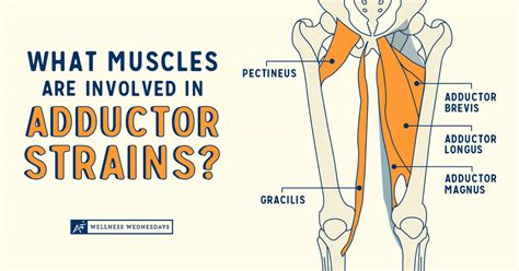 What Muscles are Involved in Adductor Strains? | Airrosti