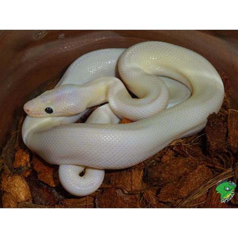 Leucistic Black Eye Colombian Rainbow Boa - cb juvenile - Strictly ...