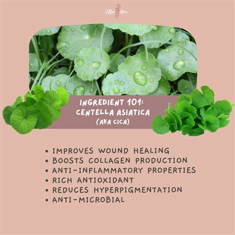 Ingredient 101: Centella Asiatica aka Cica | Ellen Noir