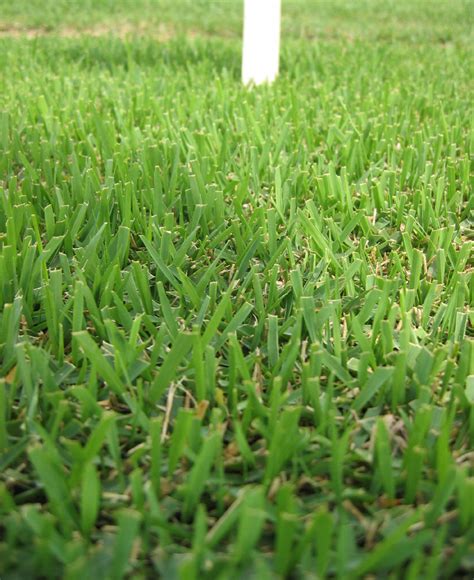 Zoysia Grass: Types, Planting, Care and Maintenance