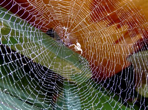 Free Images : dew, biology, fauna, material, invertebrate, spider web, close up, arachnid ...