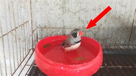 How to Bath A finch Bird | Finch Bird Care in Summer - YouTube
