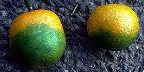 First Effective Treatment for Citrus Greening Disease Discovered | Lab ...