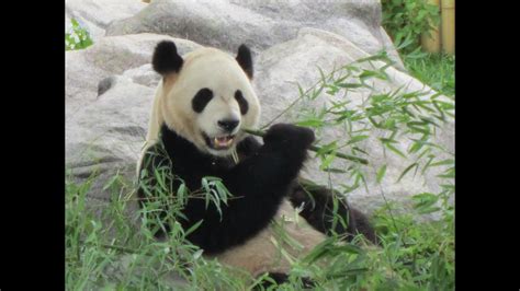 Panda eating Bamboo at the Toronto Zoo - YouTube