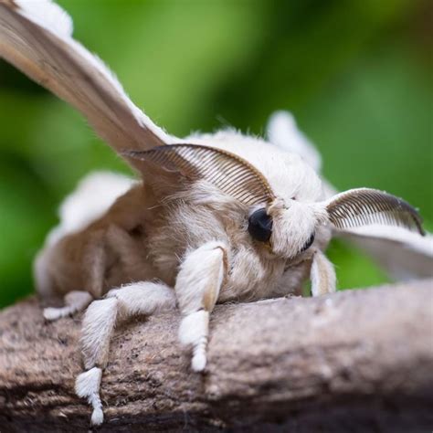 Silk Moth | This fuzzy insect will grow up from a silkworm. Domesticated silk moths do not have ...