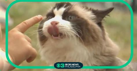 Cat body language and what it means - CBS Philadelphia