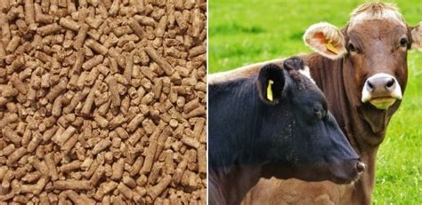 Cattle Feed Information Guide for Beginners | Agri Farming