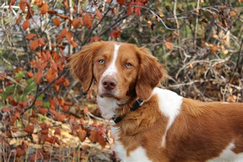 Dehydrated Liver Dog Treats • BC Outdoors Magazine