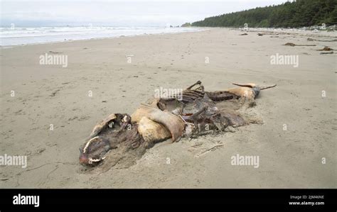 Dead Orca calf on the beach at Sand Point, Olympic National Park, Washington USA Stock Photo - Alamy