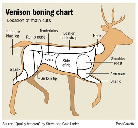 Venison Cuts Of Meat Diagram