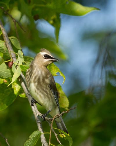 Juvenile Cedar Waxwing | Roger Hickey | Flickr