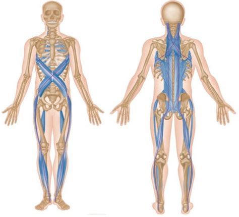 Trigger Point Therapy - Myofascial Meridians, Myokinetic Chains and Su ...