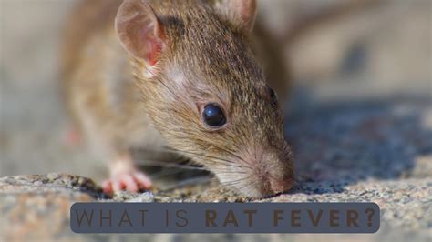 Rat Fever Reported In Karnataka: Know About The Causes, Symptoms, Treatment And Prevention ...