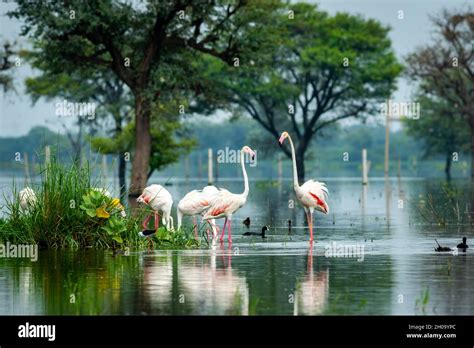 nature scenery or natural painting by Greater flamingo flock or ...