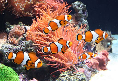 Sea Anemones and Clownfish jigsaw puzzle in Under the Sea puzzles on ...