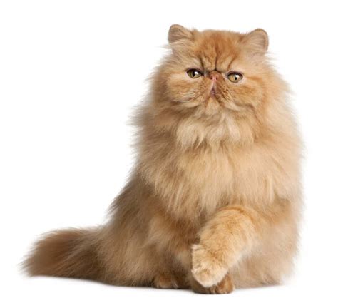 Persian Cat Breed Information | Persian Cat Characteristics, Grooming, Temperament