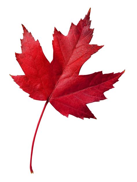 Canada Maple Leaf - ClipArt Best