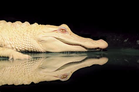 How Many Albino Alligators Are There on Earth? - A-Z Animals