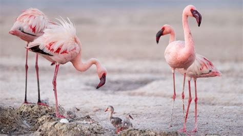 The animals that call volcanoes home | BBC Earth