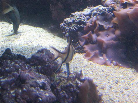 0386 Banggai Cardinalfish | Species Information Exhibit Name… | Flickr