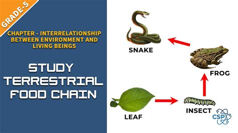 Food Chain In Terrestrial Habitat : Difference Between Food Chain And ...