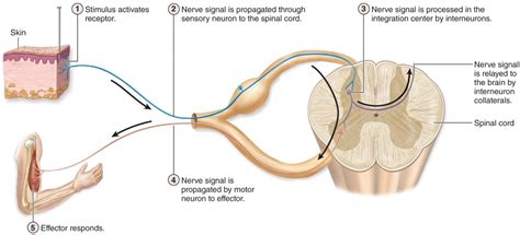 Solved Model 1 – Parts & actions of a spinal reflex arc. | Chegg.com