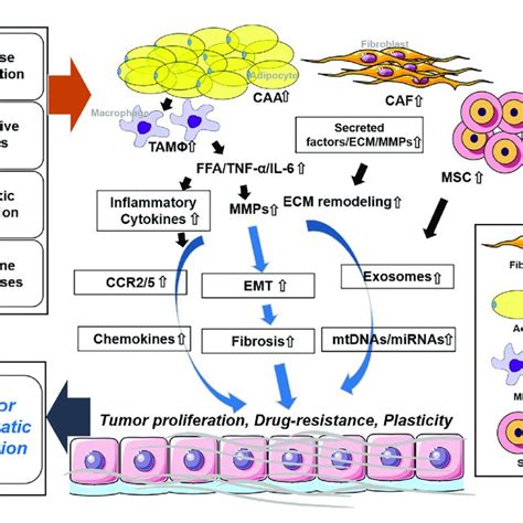 | Stromal cells and the tumor microenvironment. CAA regulates EMT by ...