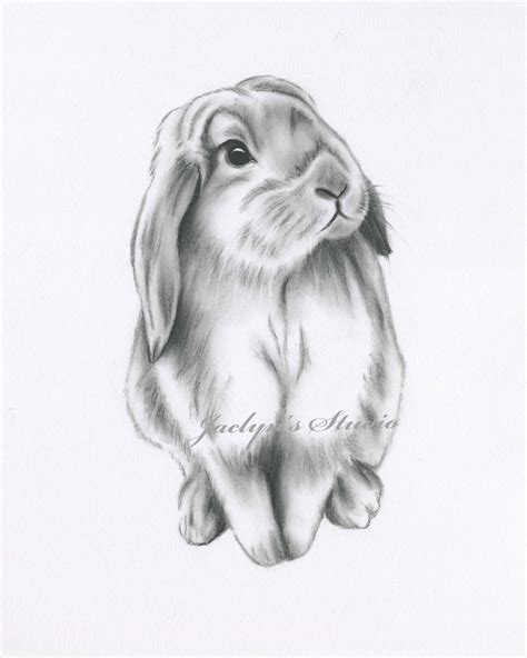 Rabbit Drawing Bunny Drawing Bunny Print Rabbit Print - Etsy Australia