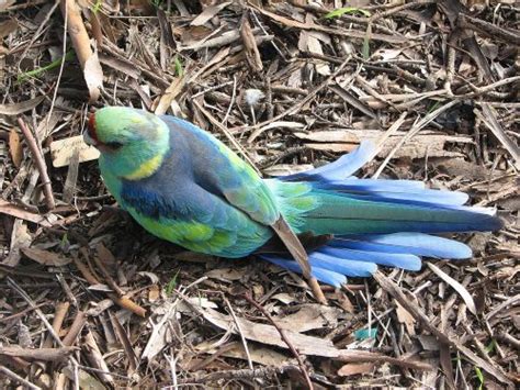 Beautiful Mallee Ringneck Parrots - Trevor's Birding