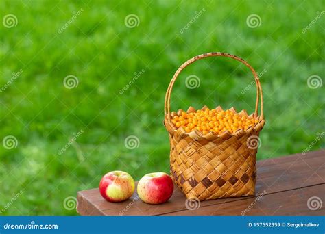 Harvesting Berries in the Fall. Full Basket with Orange Sea Buckthorn Berries Stock Image ...